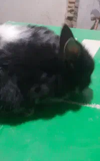 بچه خرگوش