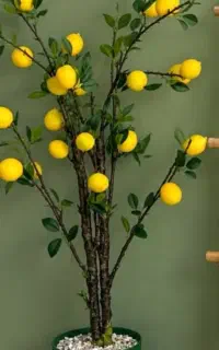 درخت چه لیمو