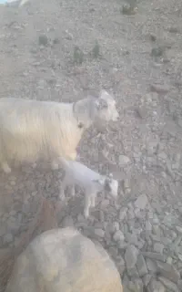 بز شیری با کهر نر.