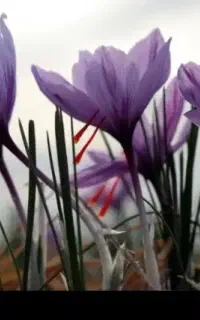 گل زعفران کیلویی ۳۲۰۰