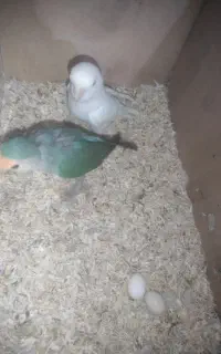 طوطی برزیلی نروماده