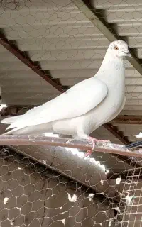 ماده تهرانی