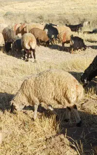 بره