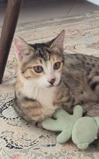 واگذاری گربه