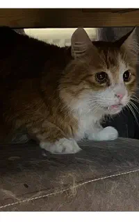 واگذاری فوری سه عدد گربه