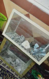 اکواریوم