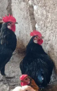 خروس ۲عدد