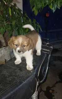 چندسگ پاکوتاه خوشکل بفروش میرسددونه ای۷تومن