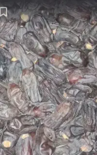 دوتن خرمادرجع یک کیلوی 120بفروش میرسد
