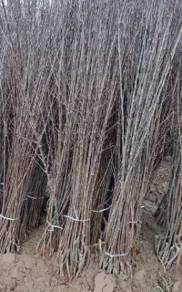 نهال اصلاح شده پیوندی