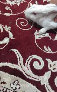 خرگوش