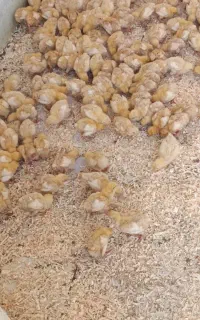 جوجه گوشتی ماشینی