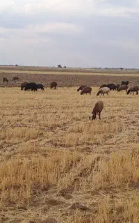 استخدام چوپان