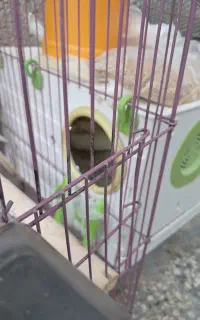 فروش جفت عروس هلندی  به همراه جوجه