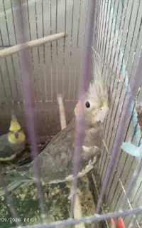 عروس هلندی