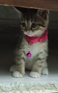 واگذاری گربه