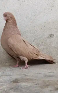کبوتر سینم