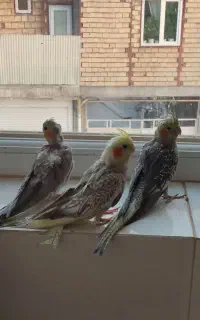 سه تا عروس هلندی جوان