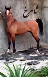اسب رهشور