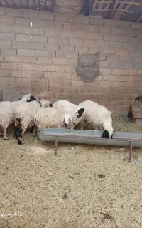 مری پس ابستن