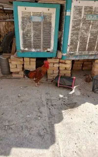 مرغ وخروس بومی