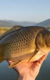 فروش ماهی کپور و آمور