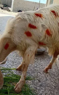 گوسفند نر یک سال به بالا