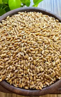 گندم آذر۲ درجه یک امسال