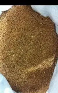 خریدار جو گوسفندی