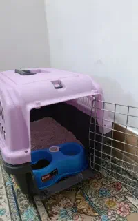 بچه گربه پرشین چشم رنگی