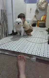 سگ کراس