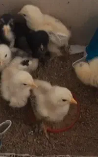 جوجه برهما