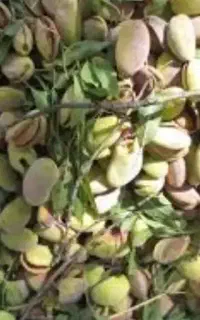 فروش پوسته بادام درجه یک