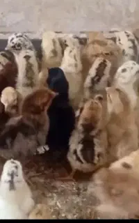جوجه چهار روزه