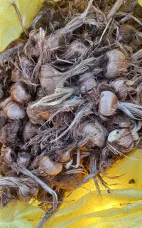 پیاز  زعفران درشت