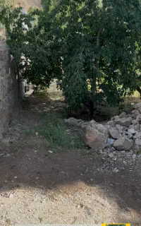 اجاره(فروش ) گیلاس