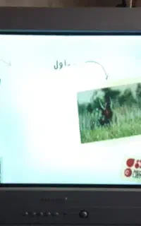تلویزیون