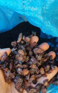 کشمش آقتابی شهد دار سوپر لوکس کشمش درجه ۱ آفتابی