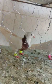 پرندگان