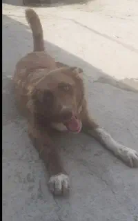 توله سگ