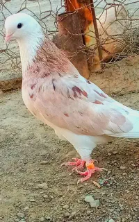 کبوتر