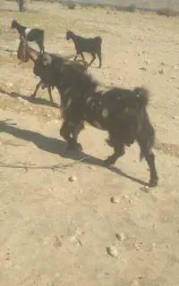 پازن درجه یک داشتی