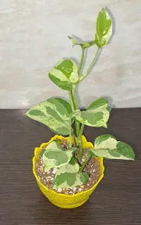 تعدادی گیاه