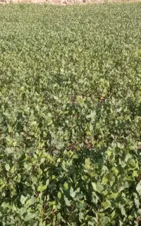نهال پسته چکی چکی چکی