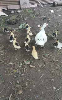 جوجه اردک اسرائیلی