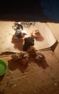 جوجه لاری ( تازه متولد شده)