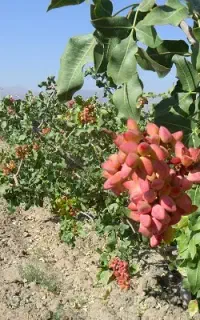 خریدار آب کشتخوان حسین اباد