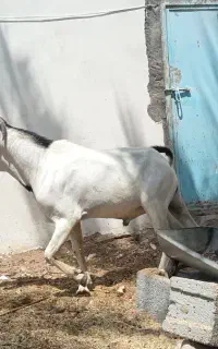 نری صومال اصل اصل