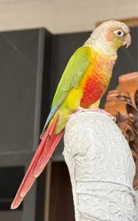 طوطی گرینچیک