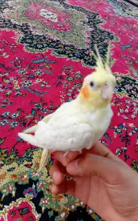 عروس هلندی دستی